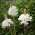 Bear Grass in Bloom