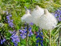 Bear grass bloom and lupine wildflowers