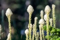 Bear Grass Blooms in mount spokane park Royalty Free Stock Photo