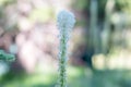 Bear Grass Blooms in mount spokane park Royalty Free Stock Photo