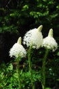 Bear grass flowers in waterton