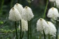 Bear Grass Flowers - Xerophyllum tenax