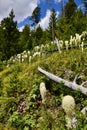 Bear Grass growing along small hill along hiking trail at Waterton Lakes National Park Royalty Free Stock Photo