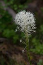 Bear Grass Macro