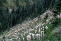 Bear Grass at Tolmie Peak Trail Royalty Free Stock Photo