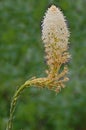 Bear Grass Wildflower