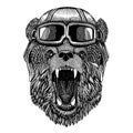 Animal wearing aviator helmet with glasses. Vector picture. Bear Hand drawn picture for tattoo, t-shirt, emblem, badge