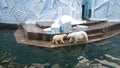 Bear and her cubs in the zoo. Education of wild animals in captivity