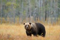 Bear hidden walking yellow forest. Autumn trees with bear. Beautiful brown bear walking around lake with fall colours. Dangerous a Royalty Free Stock Photo