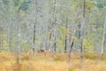 Bear hidden in yellow birch forest. Autumn trees with bear. Beautiful brown bear walking around lake with fall colours. Hidden dan Royalty Free Stock Photo