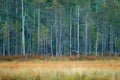 Bear hidden in yellow pine and birch forest. Autumn wood with bear. Beautiful brown bear walking around lake with autumn colours.