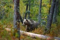Bear hidden in yellow forest. Autumn trees with bear. Beautiful brown bear walking around lake with fall colours. Dangerous animal