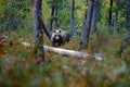 Bear hidden in yellow forest. Autumn trees with bear. Beautiful brown bear walking around lake with fall colours. Dangerous animal Royalty Free Stock Photo