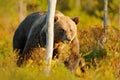 Bear hidden in yellow forest. Autumn trees with bear. Beautiful brown bear walking around lake with fall colours. Dangerous animal Royalty Free Stock Photo