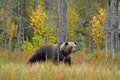 Bear hidden in yellow forest. Autumn trees with bear. Beautiful brown bear walking around lake with fall colours. Dangerous animal Royalty Free Stock Photo