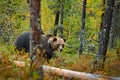 Bear hidden in yellow forest. Autumn trees with bear. Beautiful brown bear walking around lake with fall colours. Dangerous animal Royalty Free Stock Photo