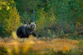 Bear hidden in yellow forest. Autumn trees with bear. Beautiful brown bear walking around lake with fall colours. Dangerous animal Royalty Free Stock Photo
