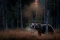 Bear hidden in yellow forest, cold sunset in taiga. Autumn trees with bear, dark forest. Beautiful animal walking around lake,