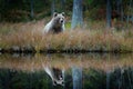 Bear hidden in yellow forest, water mirror reflection. Autumn trees with bear. Beautiful brown bear walking around lake, fall