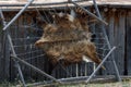 Bear Hide Being Stretched