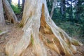 Bear Hide in Whistler