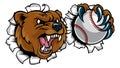 Bear Holding Baseball Ball Breaking Background Royalty Free Stock Photo