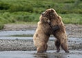 Bear hug at McNeil River Royalty Free Stock Photo