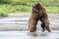 Bear hug at McNeil River Royalty Free Stock Photo