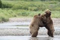Bear hug at McNeil River Royalty Free Stock Photo