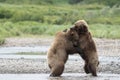 Bear hug at McNeil River Royalty Free Stock Photo