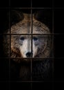 Bear in iron cage. Animal rights concept