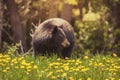 Bear in Jasper National Park in Canada Royalty Free Stock Photo