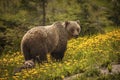 Bear in Jasper National Park in Canada Royalty Free Stock Photo