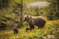 Bear in Jasper National Park in Canada Royalty Free Stock Photo