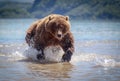 Bear in Kamchatka
