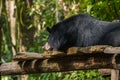Bear at Kouangxi Water Fall. Luang Prabang, Laos Royalty Free Stock Photo
