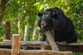 Bear at Kouangxi Water Fall. Luang Prabang, Laos Royalty Free Stock Photo