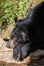 Bear at Kouangxi Water Fall. Luang Prabang, Laos Royalty Free Stock Photo