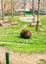 bear Kuba and Matej, brown bears - symbol of town in Beroun, Bohemian, Czech
