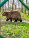 bear Kuba and Matej, brown bears - symbol of town in Beroun, Bohemian, Czech