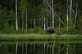 Bear lake mirror reflection. Summer wildlife, brown bear, mirror lake reflection. Dangerous animal in nature forest and meadow