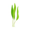 Bear Leek or Wild Garlic as Wildflower Specie and Bulbous Perennial Flowering Plant Vector Illustration