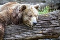 Bear lies on the piece of timber in a Zoo