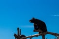 Bear on logs