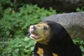 Bear look cute in various postures. It is an omnivorous animal such as lace, young leaves,