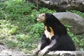 Bear look cute in various postures. It is an omnivorous animal such as lace, young leaves,