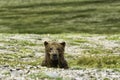 Bear look in Katmai Royalty Free Stock Photo