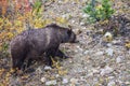 Bear looking for nuts next to the road Royalty Free Stock Photo