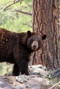 Bear looks at photographer