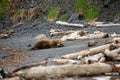 Bear making bed on beach